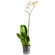 White Phalaenopsis orchid in a pot. USA